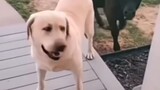 Funny dogs 🤣
