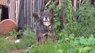 Dog on chainis sniffing what's in the environment