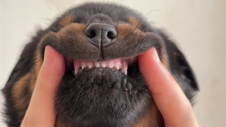 Little Rottweiler's cry