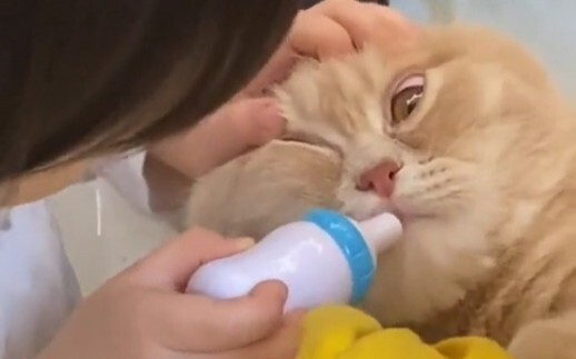Kucing|Bayi Anti Hewan Peliharaan