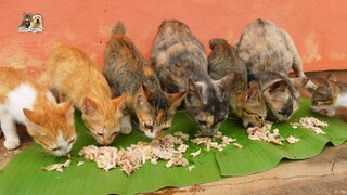 It's raining Day, late to feeding hungry kittens, they all precious and adorable