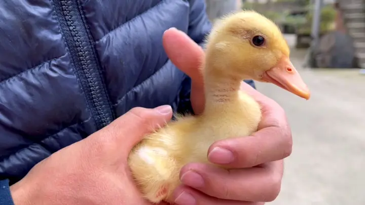 Artificially Hatched Call Ducks Like People