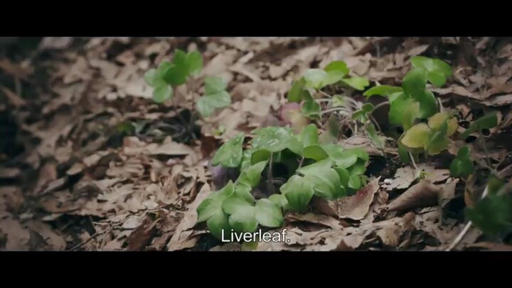 Liverleaf☘️🇯🇵 (Official Trailer) 2018