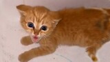 Woman Try To Win The Trust Of Scared Tiny Kitten Found In The Dark, Empty Street - HELP A CAT