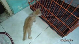 4 adult cat in clinic for surgery + tiny kitten + pregnant cat.