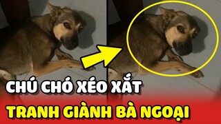 Chú chó XÉO XẮT tỏ thái độ TRANH GIÀNH bà ngoại với Sen 😂 | Yêu Lu