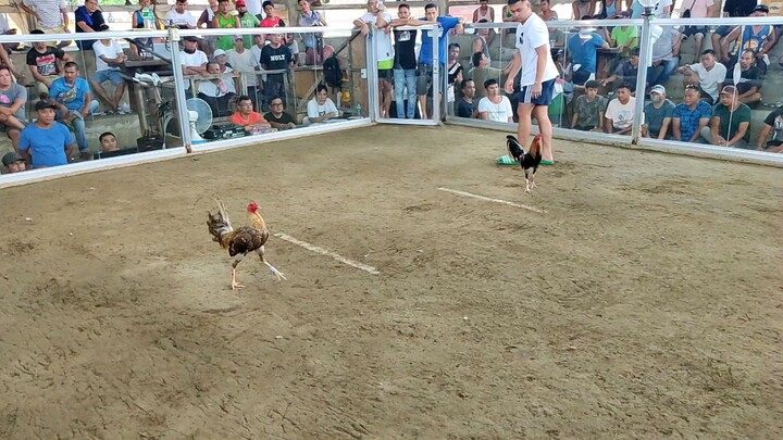 Pula sa Wala kalaban Bulik 🐓💪