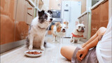 Vừa học cách từ chối thức ăn, người chủ đã làm bít tết để thử chú chó!