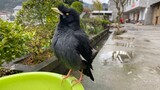[Hewan Peliharaan] Balas dendam si burung beo setelah kukunya dipotong