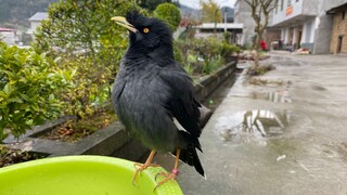 [Pets] Will the parrot take revenge after cutting its nails?