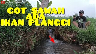 CARA MANCING DI GOT SAWAH DAPET IKAN PELANGGI||heran ko masih ada ikan kaya gini di sini