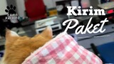 Ikut Mami Kirim Paket. funny videos, funny, animals, cats,funny cats, pets,funny animals,exotic pets