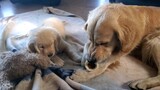 Dog Video | Golden Retriever Guarding Its Food