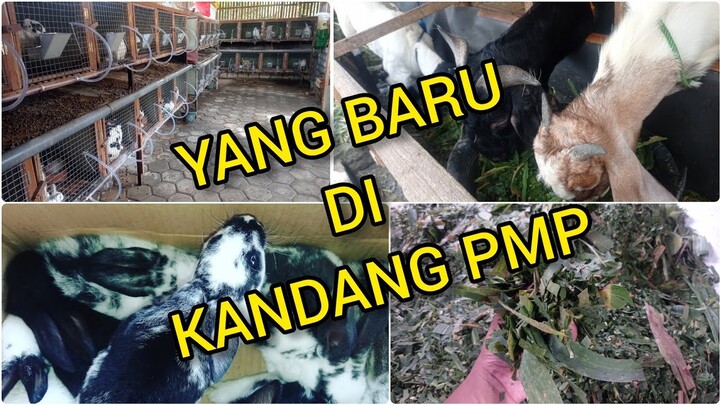 Ada yang baru di kandang peternak muda pati‼️Bikin makin semangat...