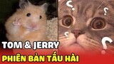 Tom & Jerry phiên bản tấu hài ngoài đời thật, chạm 1 phát lăn 360 vòng 😂😂 | Yêu Lu