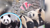 Pandas can underdstand Sichuan dialect (Episode 2)