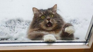 Funny Cats 2023 First Time Seeing Snow: Hilarity Ensues!