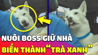 Con Sen bất lực vì NUÔI CHÓ GIỮ NHÀ, nào ngờ bị nó GIẬT CHỒNG một cách công khai TRƠ TRẼN 🤣 Gâu Đần