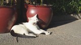 [สัตว์โลก] แมวจรท่ามกลางแดดฤดูใบไม้ร่วง ณ กวางโจว