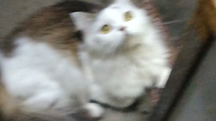 meow meow
