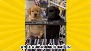 สัตว์เลี้ยงเพื่อนขนปุย : โกลเด้นสุดดื้อจอมป่วน