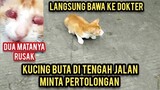 Astagfirullah Kucing Buta Bersedih Di Tengah Jalanan Kami Selamatkan Supaya Tidak Kelaparan..!
