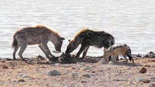 Hyenas hunt the wildebeest