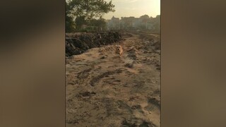 Chào buổi sáng cả nhà nhé...cunyeucuadua yeucho yeuchomeo cún cúncon chó chómèo chócon chókhôn yeuchomeo chócute pet dog dogsoftiktok