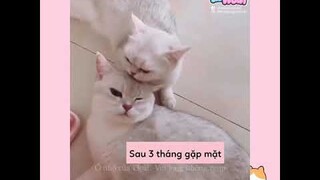 [Vietsub] Maomi phát cẩu lương (Phần 2) | Ổ nhỏ của Hoài