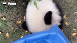 Panda: Biarkan Aku yang Memulai