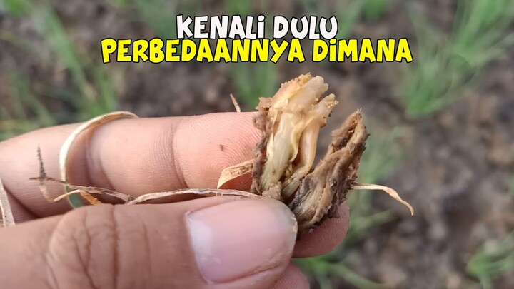 Perbedaan Layu Fusarium Dan Layu Bakteri