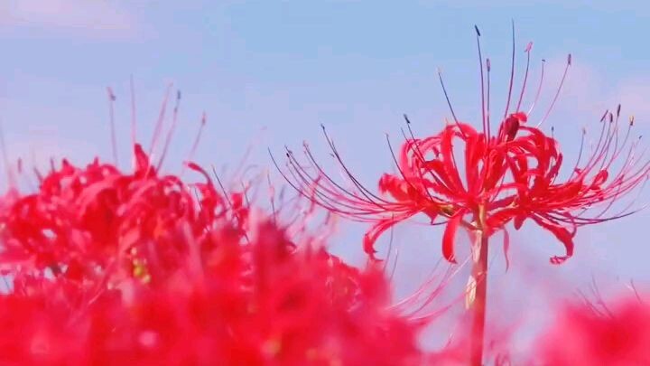 Higanbana - Red Spider Lily (Bunga yang Melambangkan Kematian