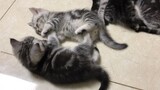 [Hewan]Anak Kucing Berkelahi Hingga Tertidur