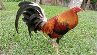 bunalnok