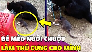 Hy hữu bé Mèo 'NUÔI CHUỘT' làm thú cưng khiến ai xem cũng 'CẢM LẠNH' 😂 Gâu Đần