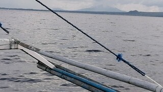 DANCING DOLPHIN SIGHTING IN PACIFIC OCEAN