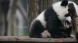 Kompilasi klip panda lucu Cheng Lang, Cheng Feng dan Ji Xiao 01