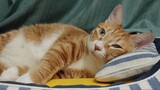 Kucing|Keseharian Hewan Peliharan Lucu