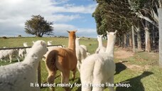 Amazing Alpaca Shearing Technique