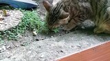 kucing makan rumput (herbivora)