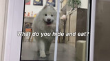 [Động vật]Ăn mà không bị chó nhà tôi phát hiện, quá khó! 