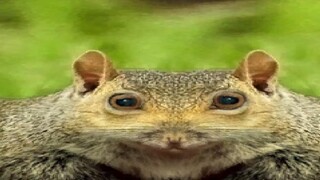 [Micro-game] Vợ tôi chết nên tôi dùng một con sóc để khâu xác cô ấy