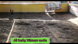 Cocks Update march 17 2024 All derby winners inihahanda na pang mayo