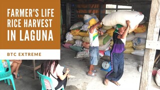 How Farmers Harvest Rice in Laguna Philippines