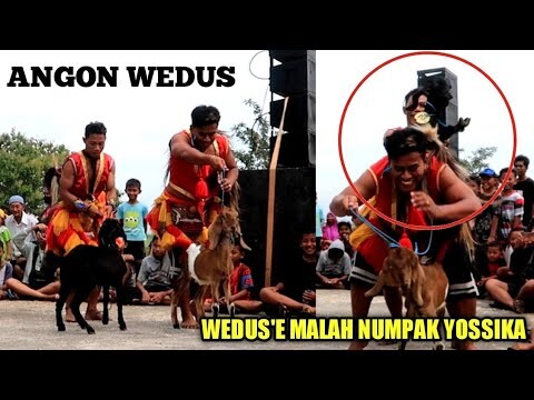 YOSSIKA DAN KENTUS ANGON WEDUS MALAH BIKIN NGAKAK