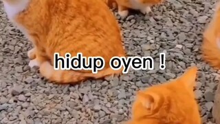 Bangsa kucing Oren nih bos !