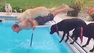 Animals|Fun|Dogs Compilation