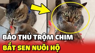 Báo thủ TRỘM CHIM từ đâu về rồi bắt con Sen NUÔI HỘ 😂 | Yêu Lu