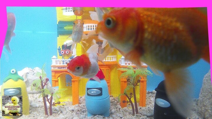 Among Us Play with koki fish, guppies, comet fish - Cute Baby Animals - The Animals Cute Around Us