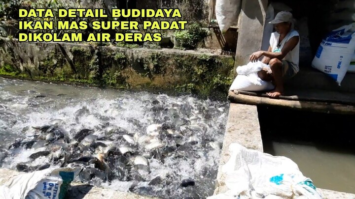 DATA DETAIL PANEN IKAN MAS SUPER PADAT DIKOLAM AIR DERAS